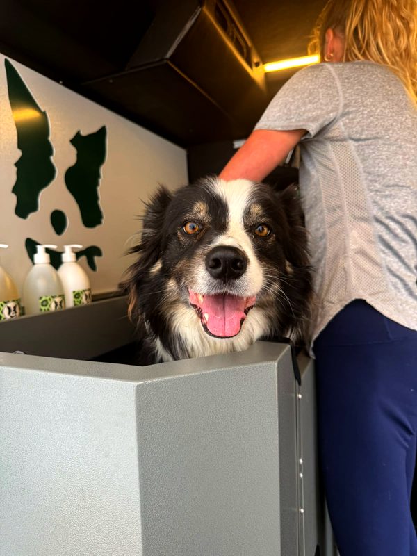 Happy border collie in the DogMax van bath
