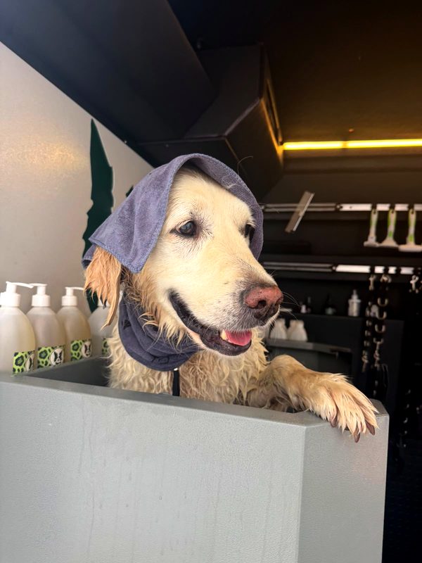 Golden retriever wrapped in a towel after a wash