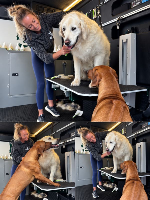 DogMax groomer brushing a golden retriever on the grooming table inside the van